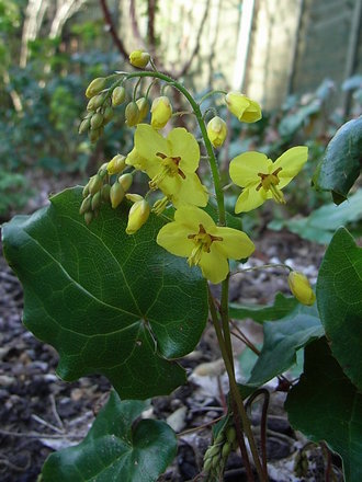 Epimedium pinnatum subsp colchicum (Epimedium pinnatum subsp colchicum)