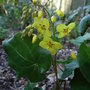 Epimedium pinnatum subsp colchicum (Epimedium pinnatum subsp colchicum)