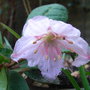 Epigaea_gaultherioides