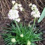 Armeria Freak! (Armeria maritima (Armerie vulgaire))