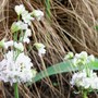 Double freakiness! (Armeria maritima (Armerie vulgaire))