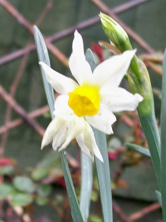 Narcissus 'Jack Snipe' (Narcissus)