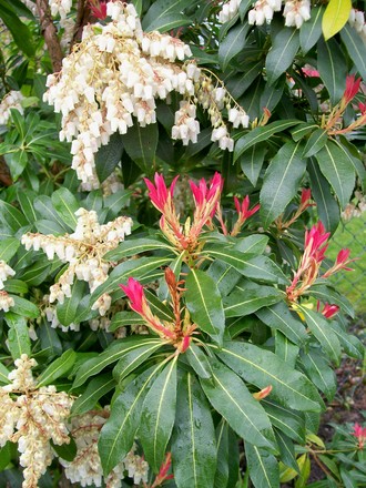 Flowers and new growth (Pieris japonica (Lily of the valley bush))