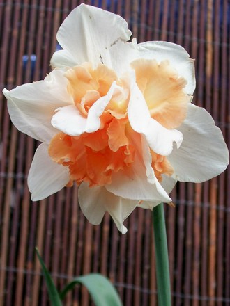 'Replete' still going strong (narcissus replete)