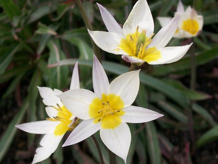 Little Spray Tulip (Tulipa turkestanica (Tulip))