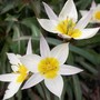 Tulipa turkestanica (Tulip)