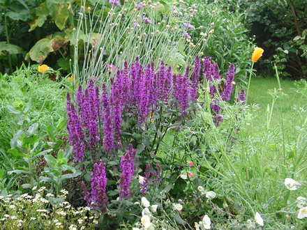 Salvia June 07 (Salvia nemorosa )