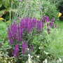Salvia nemorosa 