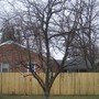 Crabapple