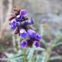 Pulmonaria_bertram_anderson
