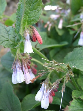 Symphytum officinale (Symphytum officinale)