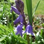 Hyacinthoides non-scripta