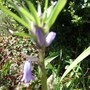 A very strange Bluebell! (Hyacinthoides non-scripta (Bluebell))