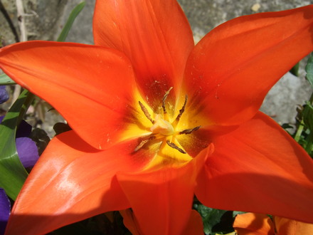 Dwarf orange tulip open in the sun.