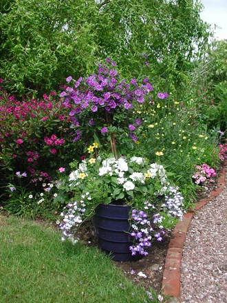 solanum tub (Solanum rantonnetii)