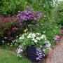 Solanum_tub_june_071447