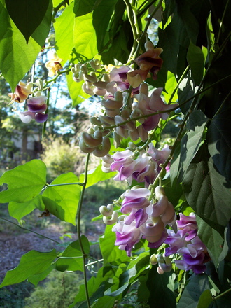 sunlight trying to shine through vigna caracalla vine (corkscrew vine)