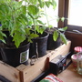 Garden_31