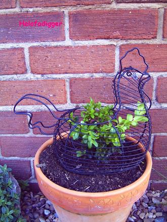 The chicken topiary