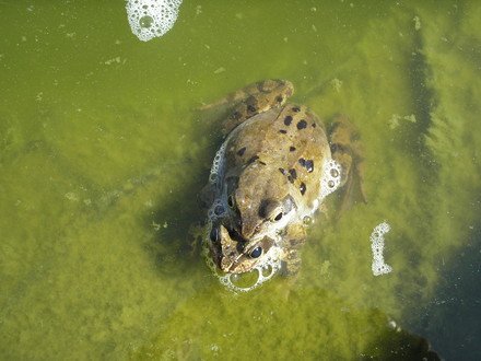 Frogs