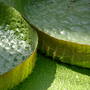 Water Lily