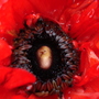 Poppy