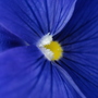 Blue pansy