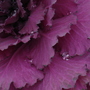 Purple Cabbage