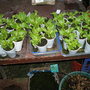 Lettuce_001