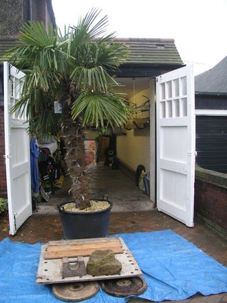 Blog 10.  Front garage - palm