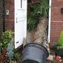 Palm_down_garage_steps