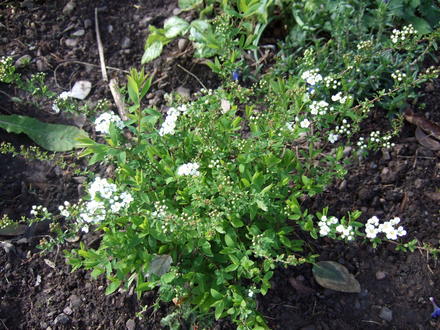 Spiraea 'Arguta' (Spiraea 'Arguta')