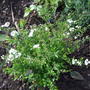 Spiraea 'Arguta'