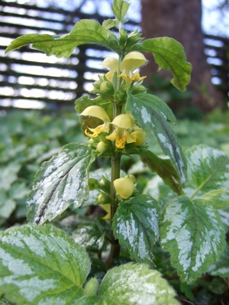 Lamium galoeobdolon (Lamium galeobdolon (Goldnessel))