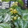 Yellow_deadnettle