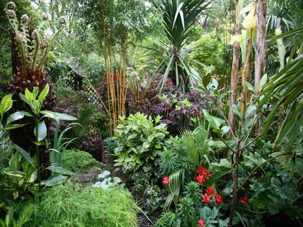 Blog 11. jungle