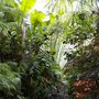 Jungle4