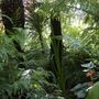 Jungle6