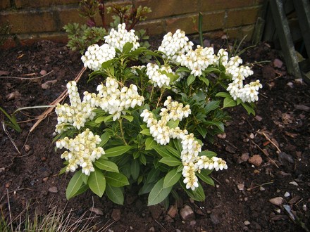 PIERIS JAPONICA 