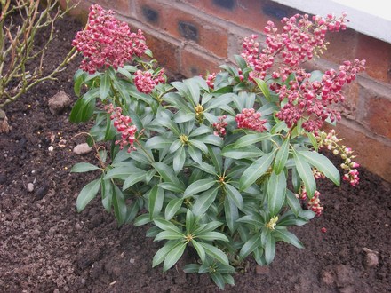 PIERIS 