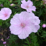 Captured_2007-6-9_00002