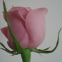 DSC02728.jpg