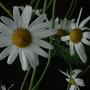 2006_0824Image0332.jpg