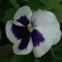 2006_0824Image0343.jpg