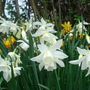 Narcissus Thalia - March 2008