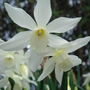 Narcissus Thalia - March 2008