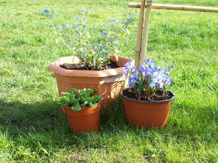 In Pots