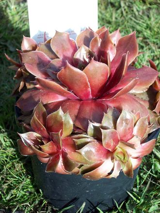 My New Houseleek 