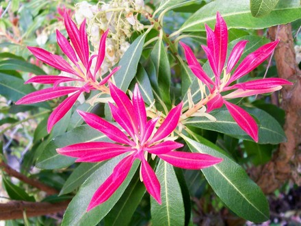 Pieris - New Growth (Pieris japonica (Lily of the valley bush))