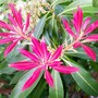 Pieris - New Growth (Pieris japonica (Lily of the valley bush))